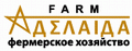 ФХ Аделаида